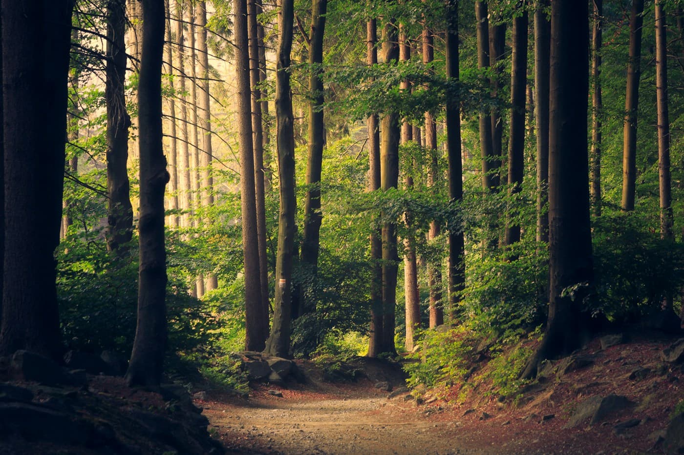 Sunlit woodland path, illustrative lifestyle photography